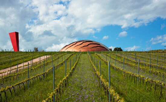 カンティーナ、畑