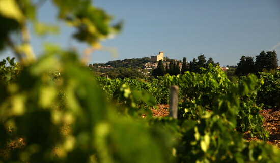 ファミーユ イザベル フェッランド （サン プレフェール） 畑