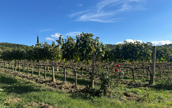 ファットーイ 畑