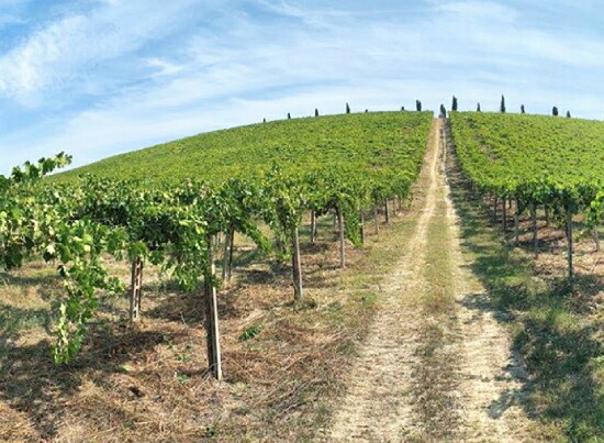 パッシオーネ ナトゥーラ 畑