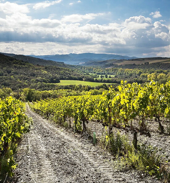 テッレ ネレ 畑