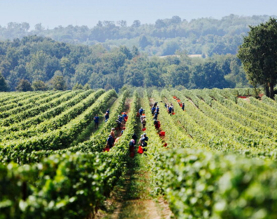 トスカニー イタリアワイン専門店 / ピネロ ピノ ネロ デル セビーノ