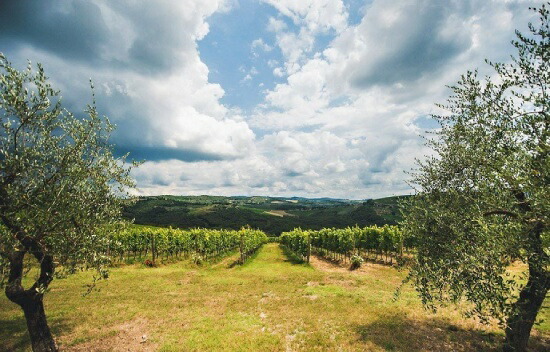 リニャーナの畑