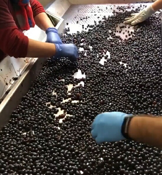 ブドウの選別作業