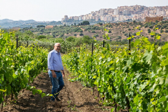 カニカッティの畑