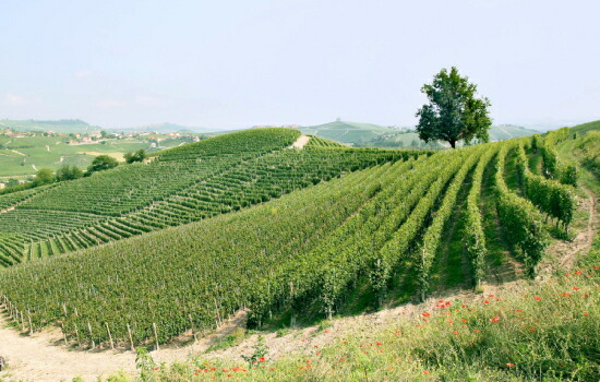 クリュ バローロ ブリック デル フィアスク