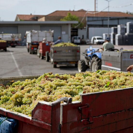 カンティーナ トッロ