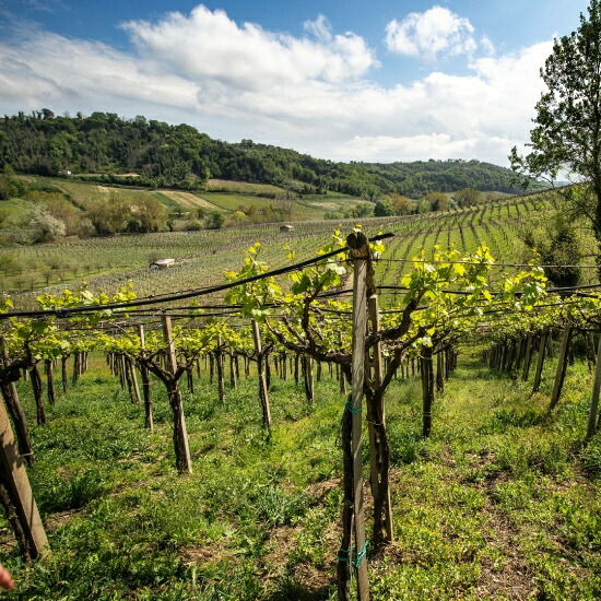 カンティーナ トッロ 畑