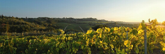 イル マッキオーネ 畑