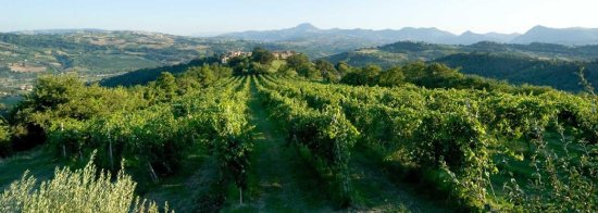 モンカロカンティーナデルヴェルディッキオ