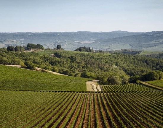 カステッロ デラ サラ畑