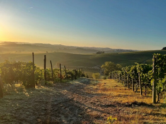 ブリッコ カルリーナ 畑