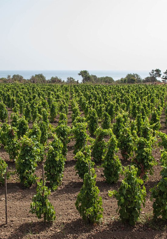 プラネタカポミラッツォ