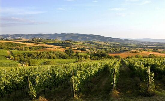 ルンガロッティ 畑