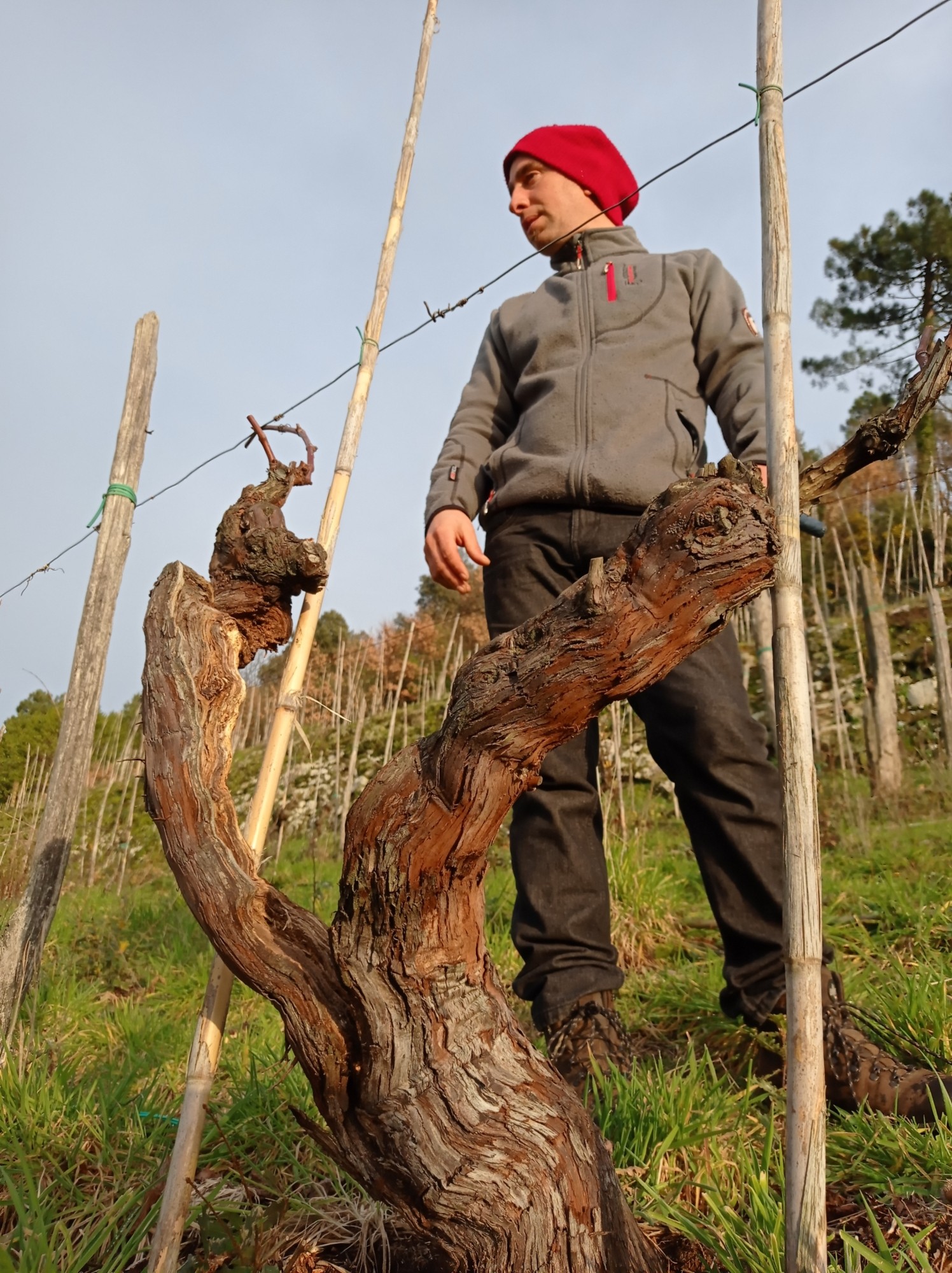 バレナイアブドウの樹