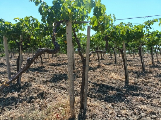 グッチョーネ 畑