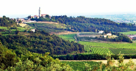 ファゾーリ ジーノ