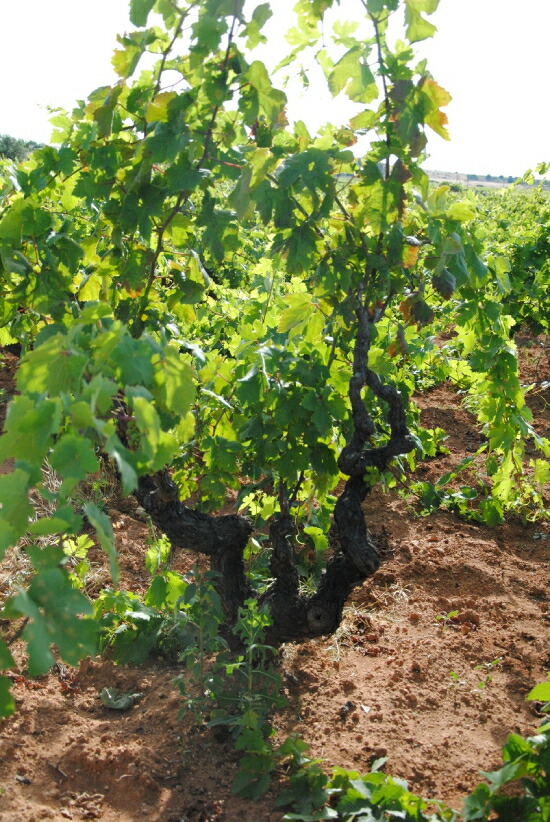 モレッラ ブドウ樹