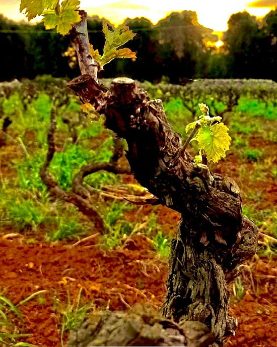 ジャンフランコ フィノ 畑