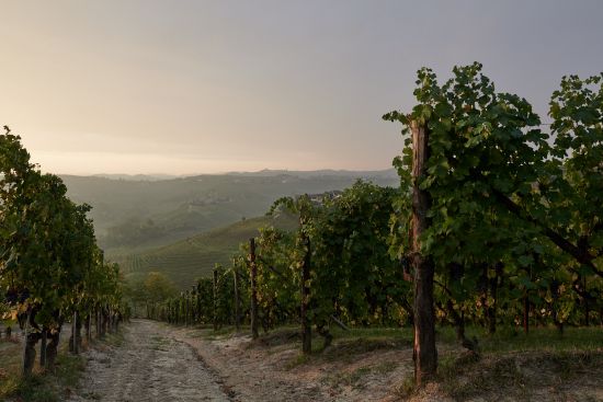 カンティーナ デル ピーノ 畑