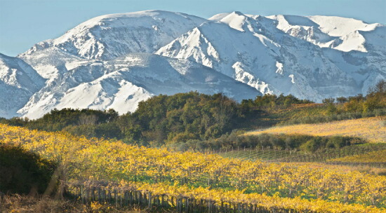 グラン サッソのブドウ畑