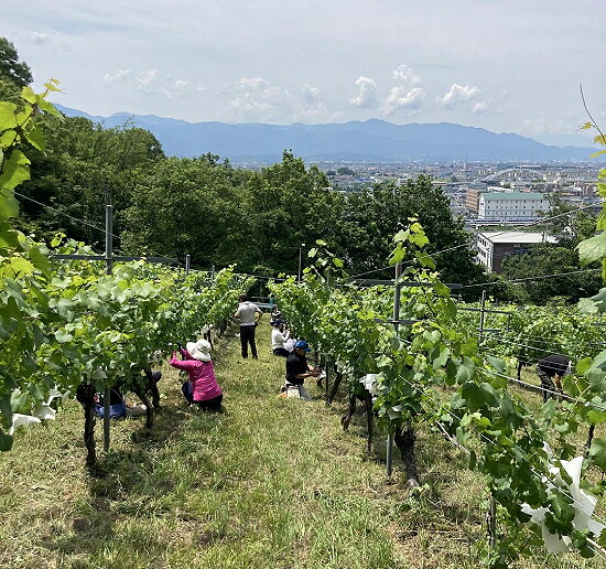 シャトー酒折