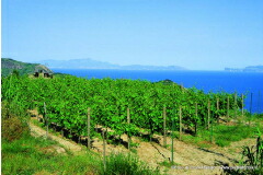 ピエトルチャ　畑