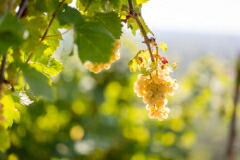 かがやくグレラの房