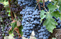 ネーロディトロイア