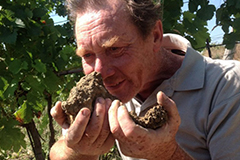 ステファノベロッティ