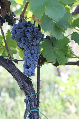 トレビッキエーリ