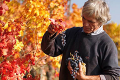 ヒルバーグパスケロ