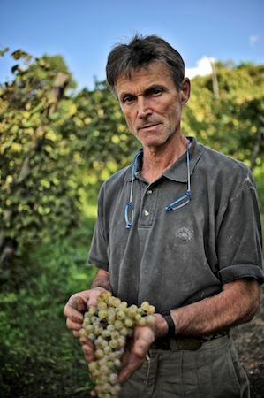 アンジョリーノマウレ