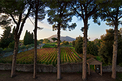 マストロベラルディーノ