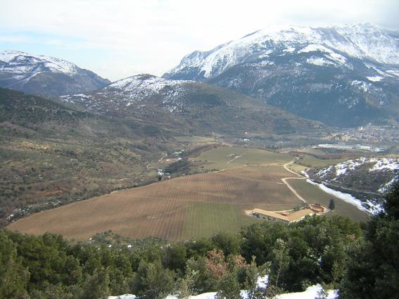 アルジャーノセラー