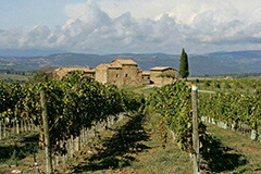 トスカニー イタリアワイン専門店 / アルジャーノ ソレンゴ 2018 750ml